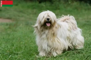 Read more about the article Tibetan Terrier breeders and puppies in Belarus