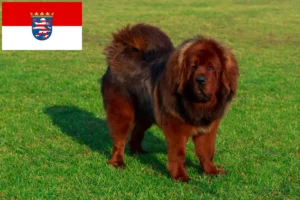 Read more about the article Tibetan Dog breeder and puppies in Hessen