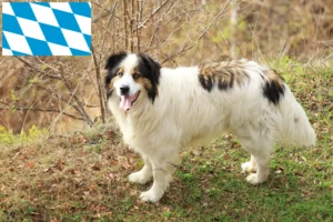 Read more about the article Tornjak breeders and puppies in Bavaria