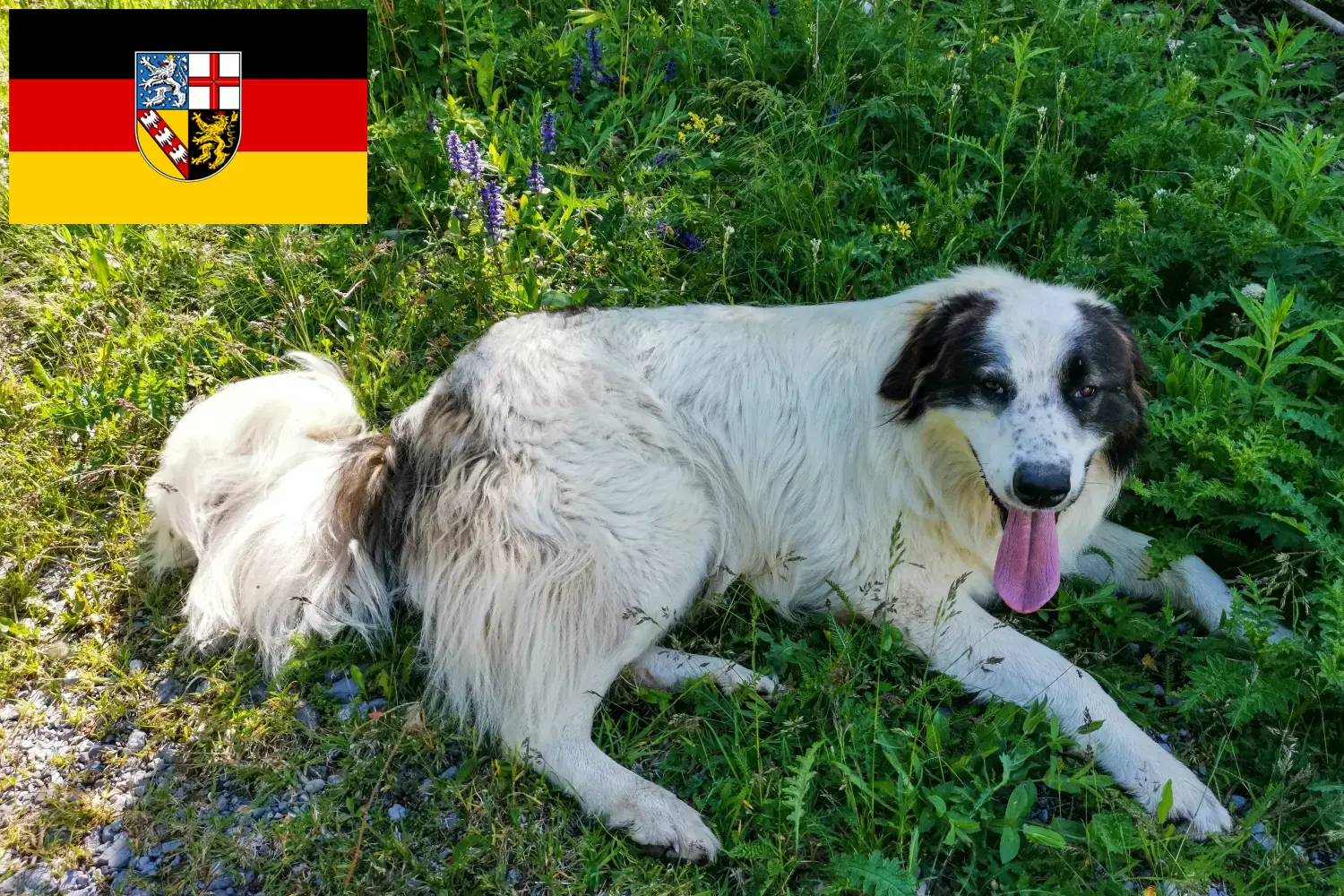 Read more about the article Tornjak breeders and puppies in Saarland