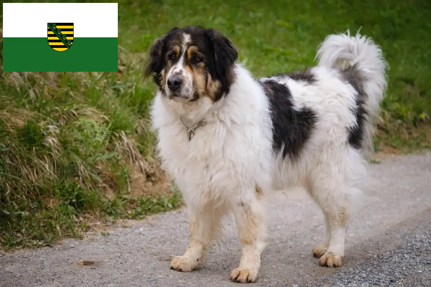 Read more about the article Tornjak breeders and puppies in Saxony