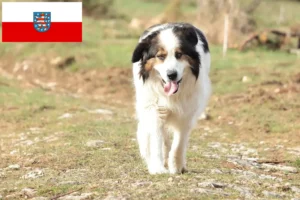 Read more about the article Tornjak breeders and puppies in Thuringia