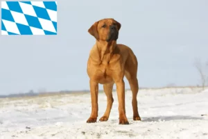 Read more about the article Tosa breeders and puppies in Bavaria