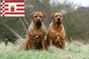 Read more about the article Tosa breeders and puppies in Bremen