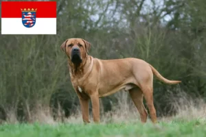 Read more about the article Tosa breeders and puppies in Hessen