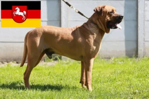 Read more about the article Tosa breeders and puppies in Lower Saxony