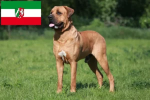 Read more about the article Tosa breeders and puppies in North Rhine-Westphalia
