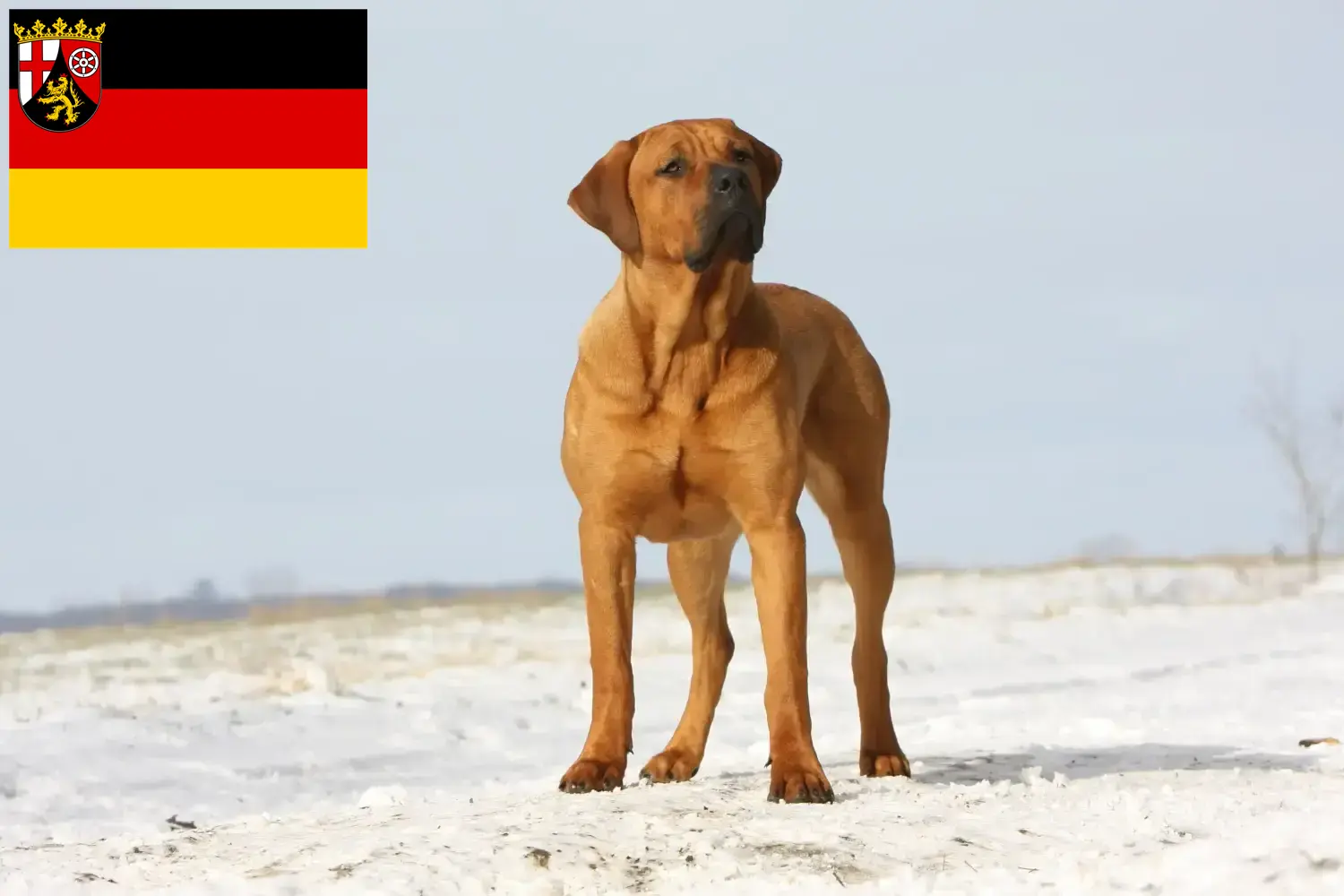 Read more about the article Tosa breeders and puppies in Rhineland-Palatinate