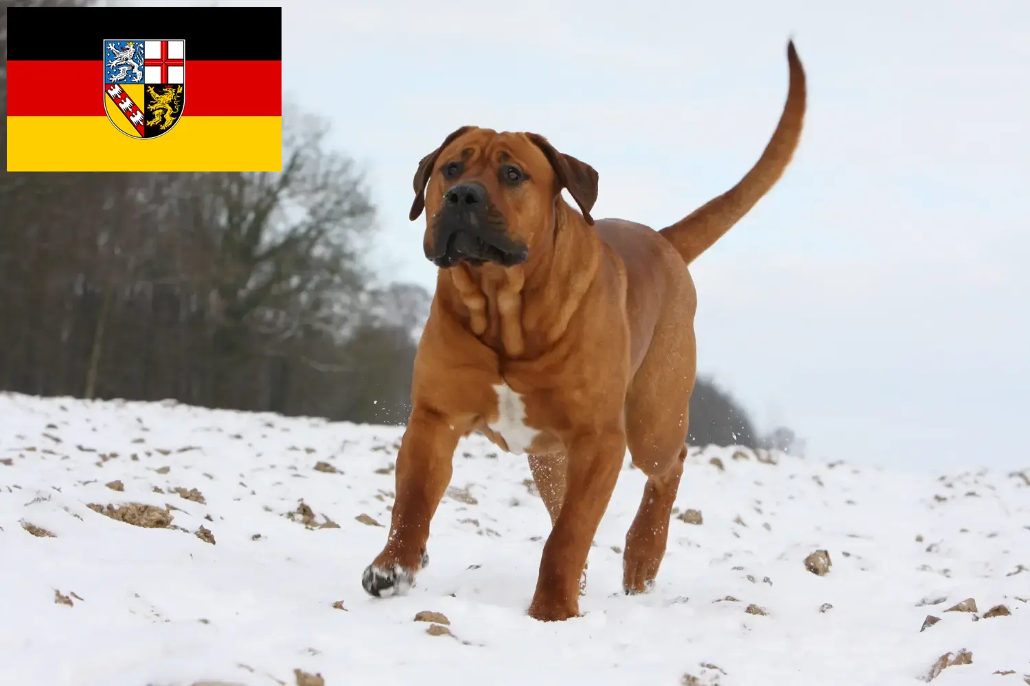 Read more about the article Tosa breeders and puppies in Saarland
