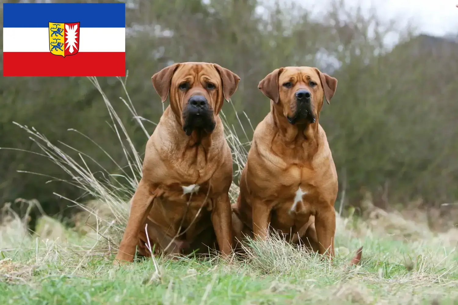 Read more about the article Tosa breeders and puppies in Schleswig-Holstein