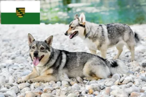 Read more about the article Västgötaspets breeders and puppies in Saxony