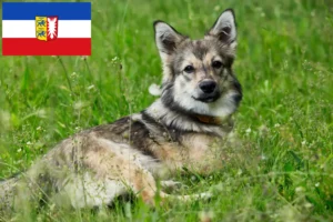 Read more about the article Västgötaspets breeders and puppies in Schleswig-Holstein