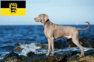 Read more about the article Weimaraner breeders and puppies in Baden-Württemberg