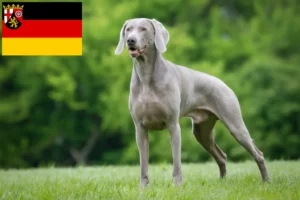 Read more about the article Weimaraner breeders and puppies in Rhineland-Palatinate