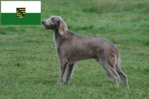 Read more about the article Weimaraner breeders and puppies in Saxony