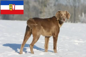 Read more about the article Weimaraner breeders and puppies in Schleswig-Holstein