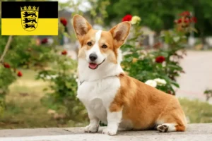 Read more about the article Welsh Corgi breeders and puppies in Baden-Württemberg