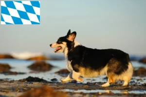 Read more about the article Welsh Corgi breeders and puppies in Bavaria