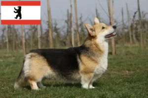 Read more about the article Welsh Corgi breeders and puppies in Berlin