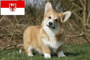 Read more about the article Welsh Corgi breeders and puppies in Brandenburg