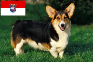 Read more about the article Welsh Corgi breeders and puppies in Hessen