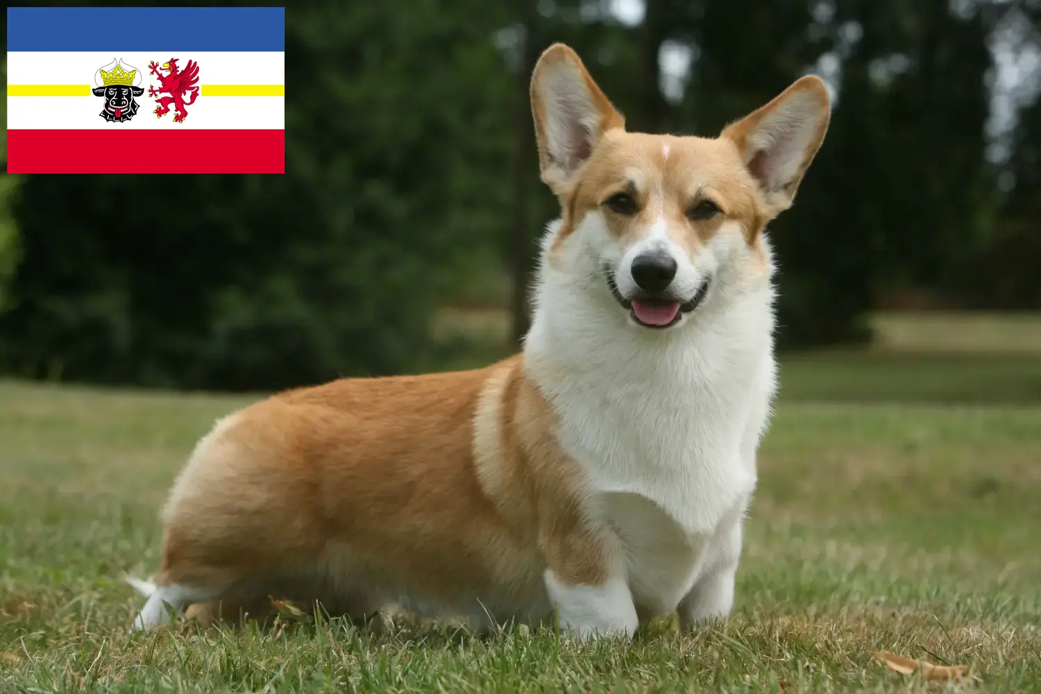 Read more about the article Welsh Corgi breeders and puppies in Mecklenburg-Vorpommern