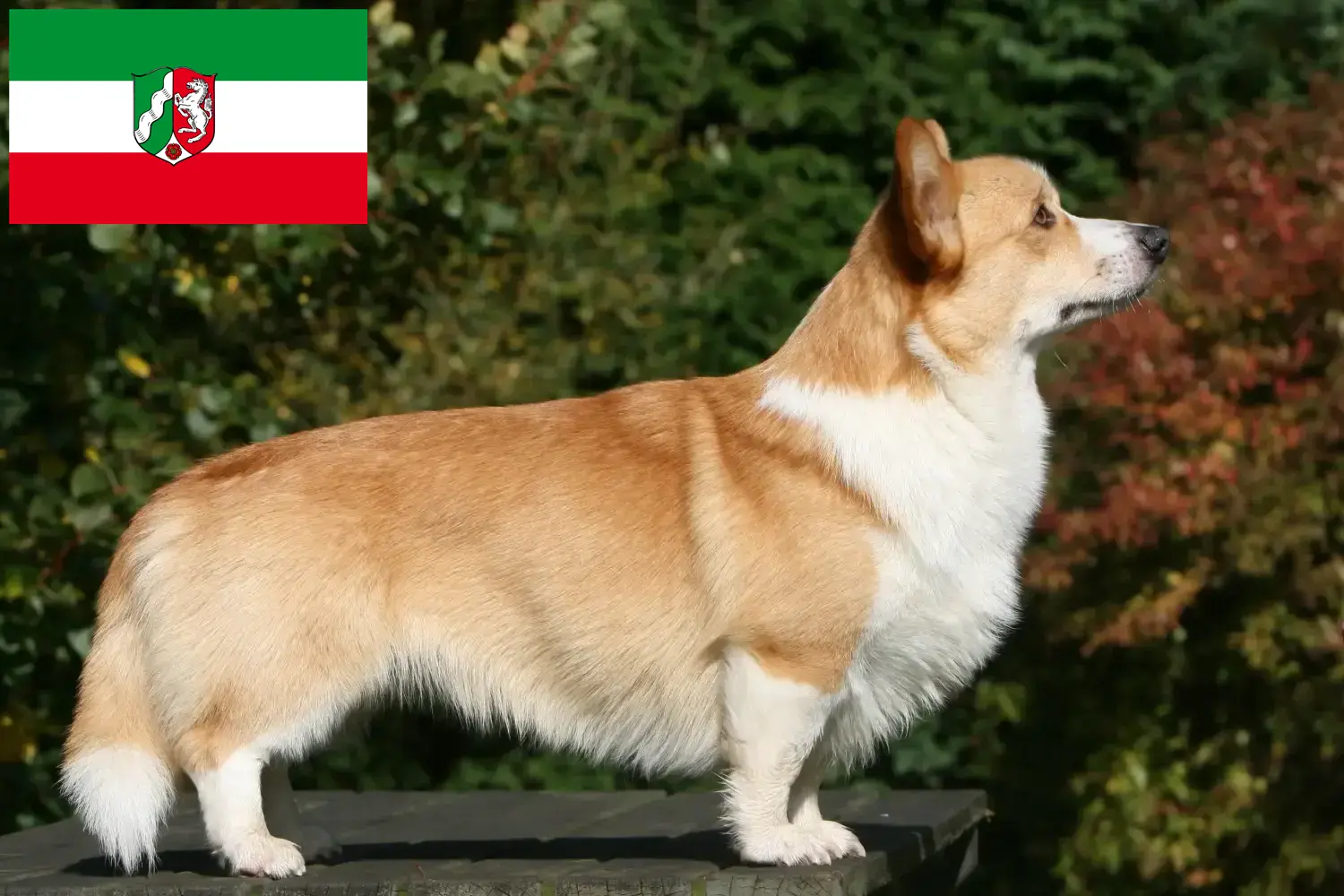 Read more about the article Welsh Corgi breeders and puppies in North Rhine-Westphalia