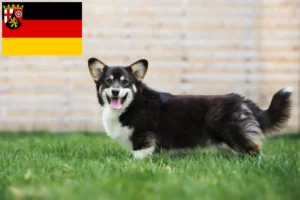Read more about the article Welsh Corgi breeders and puppies in Rhineland-Palatinate