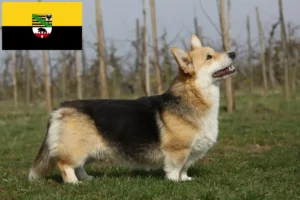 Read more about the article Welsh Corgi breeders and puppies in Saxony-Anhalt