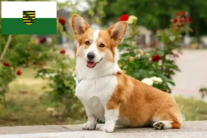 Read more about the article Welsh Corgi breeders and puppies in Saxony