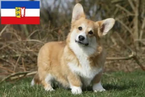 Read more about the article Welsh Corgi breeders and puppies in Schleswig-Holstein