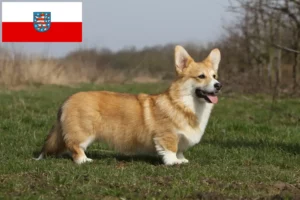 Read more about the article Welsh Corgi breeders and puppies in Thuringia