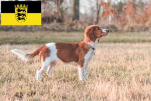 Read more about the article Welsh Springer Spaniel breeders and puppies in Baden-Württemberg