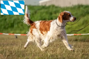 Read more about the article Welsh Springer Spaniel breeders and puppies in Bavaria