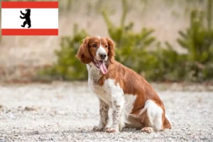Read more about the article Welsh Springer Spaniel breeders and puppies in Berlin