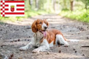 Read more about the article Welsh Springer Spaniel breeders and puppies in Bremen