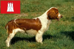 Read more about the article Welsh Springer Spaniel breeders and puppies in Hamburg