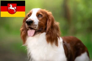 Read more about the article Welsh Springer Spaniel breeders and puppies in Lower Saxony