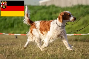 Read more about the article Welsh Springer Spaniel breeders and puppies in Rhineland-Palatinate