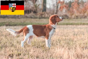 Read more about the article Welsh Springer Spaniel breeders and puppies in Saarland