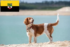 Read more about the article Welsh Springer Spaniel breeders and puppies in Saxony-Anhalt