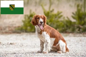 Read more about the article Welsh Springer Spaniel breeders and puppies in Saxony