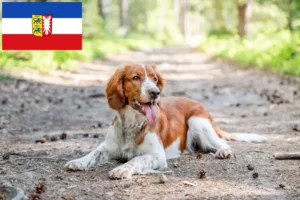 Read more about the article Welsh Springer Spaniel breeders and puppies in Schleswig-Holstein