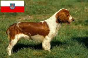 Read more about the article Welsh Springer Spaniel breeders and puppies in Thuringia