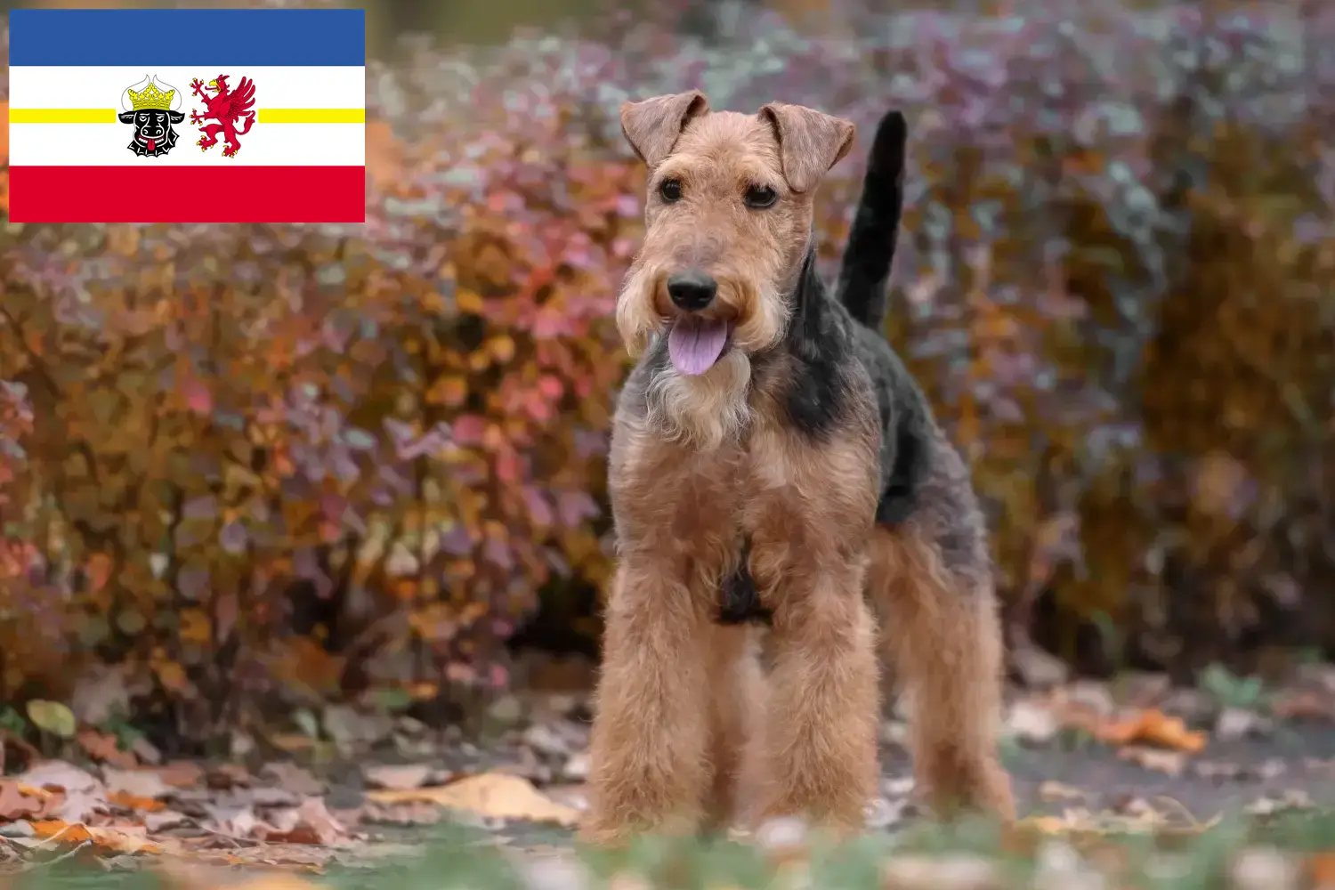 Read more about the article Welsh Terrier breeders and puppies in Mecklenburg-Vorpommern