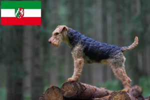 Read more about the article Welsh Terrier breeders and puppies in North Rhine-Westphalia