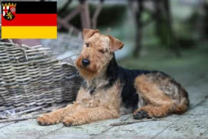 Read more about the article Welsh Terrier breeders and puppies in Rhineland-Palatinate