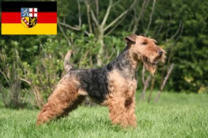 Read more about the article Welsh Terrier breeders and puppies in Saarland