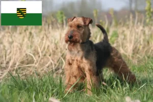 Read more about the article Welsh Terrier breeders and puppies in Saxony