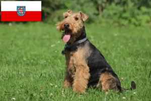 Read more about the article Welsh Terrier breeders and puppies in Thuringia